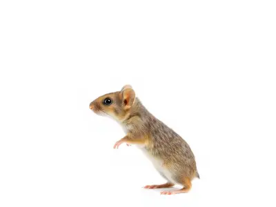 Desert Kangaroo Rat model pack Low-poly 3D model