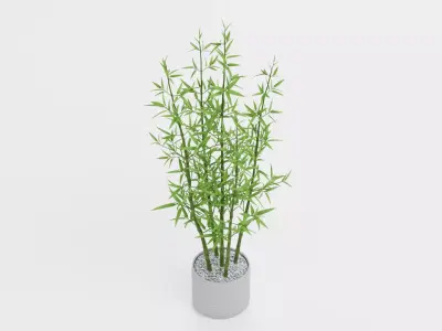 Bamboo Plant in Pot Low-poly 3D model