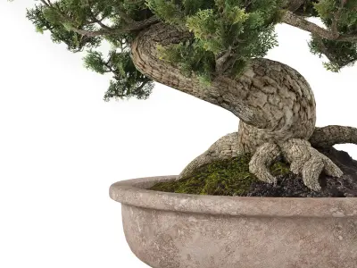 Bonsai tree 02 3D model