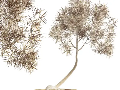 AV HousePlants Japandi Minimalism Ficus Dracaena Marginata14 3D model