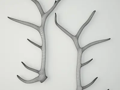 Monumental Unmounted Elk Antlers 3D model