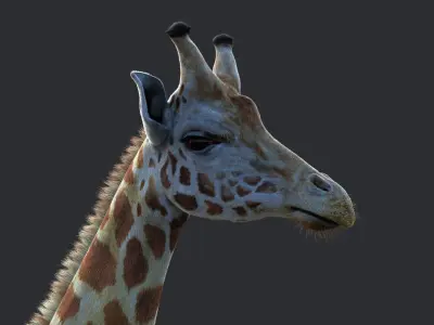 Giraffe XGEN CORE RIGGED 3D model
