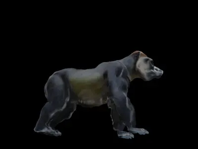 Gorilla  Low-poly 3D model