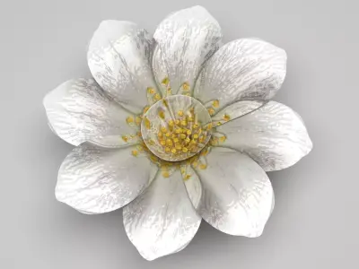 Vanilla Flower 3D model