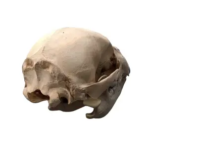 Skull - Bear Low-poly 3D model