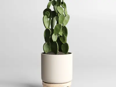 cactus pot  wood vase  collection indoor plant 186  3D model