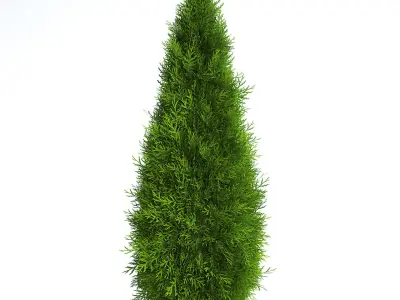 6 Thuja Shrubs 3D model