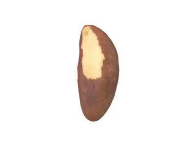 Photorealistic Brazil Nut 3D Scan  3D model