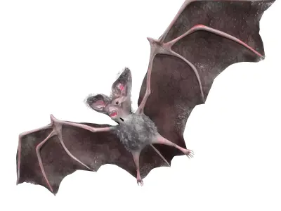 Bat Animated Low-poly 3D model