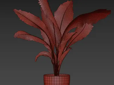 indoor plant 025 3D model