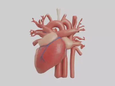 Human Circulatory Sys 1 Low-poly 3D model