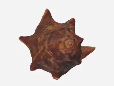 Sea shell brown 3d model Low-poly 3D model