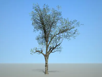 Broadleaf 003 Low-poly 3D model