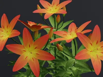 Lilium Lily Plant Low-poly 3D model