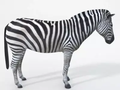 Zebra Low-poly 3D model get