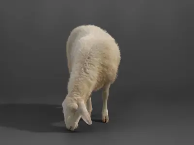Adult Assaf Sheep02 With 4 Animations  VFX Grace 3D model