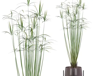Cyperus papyrus 01 3D model
