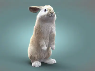 Rabbit Cream ANIMATED XGEN CORE 3D model