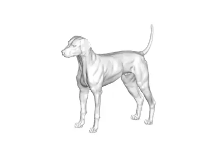 Dog - 3D model 16