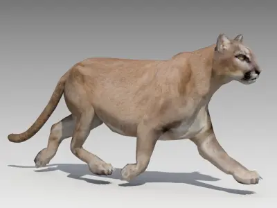Cougar Animated Low-poly 3D model