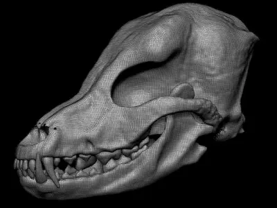 Petrified Canine Skull Low-poly 3D model