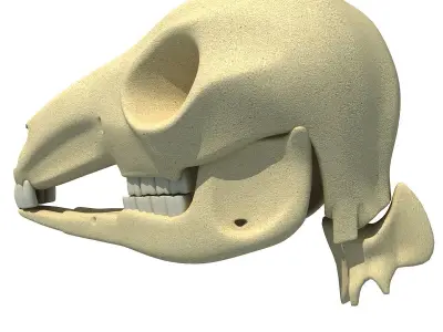 Detailed Kangaroo Skull 3D model