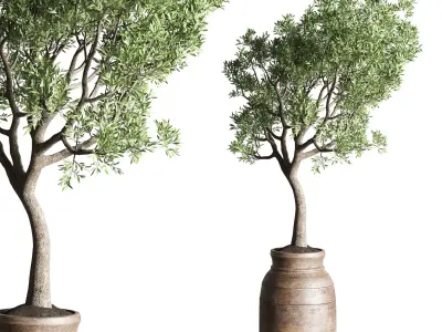 collection indoor plant 151 old wooden vase tree pot 3D model