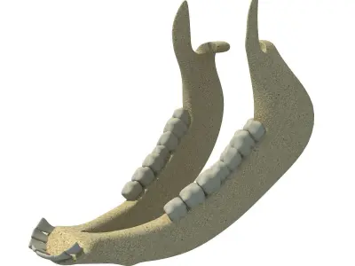 Cow Animal Jaw 77 3D model