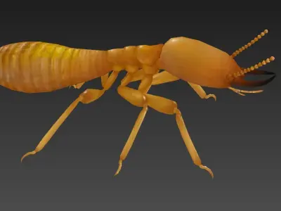 termite insect Low-poly 3D model