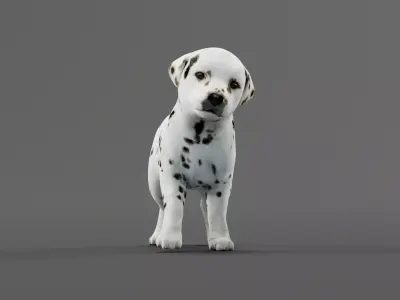 Dalmatian Puppy Dog 3D model
