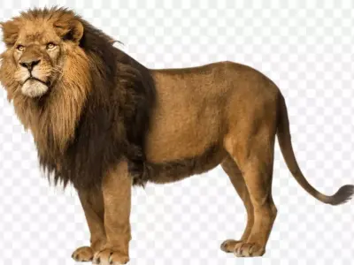 3D Lion Model USDZ Format  Realistic AR-Ready Asset 3D model