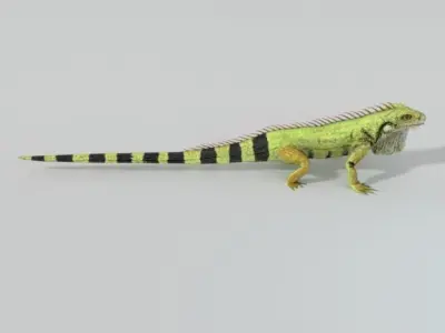 Iguana Low-poly 3D model