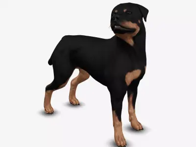 rottweiler 3D model