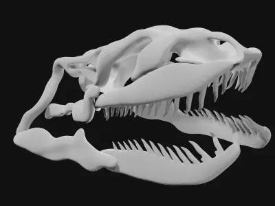 Anaconda skull of anaconda skeleton 3D model
