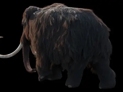Woolly Mammoth - Mammuthus primigenius 3D model