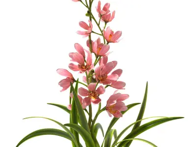 Orchid flowerd plant 3D model