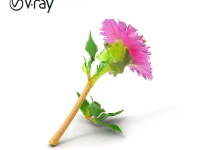 Dwarf Cornflower Realistic Texture Model Pack Low-poly 3D model