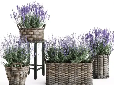 Lavender in Wicker Baskets  3D Model Set 3D model