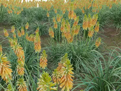 Kniphofia triangularis 3D model