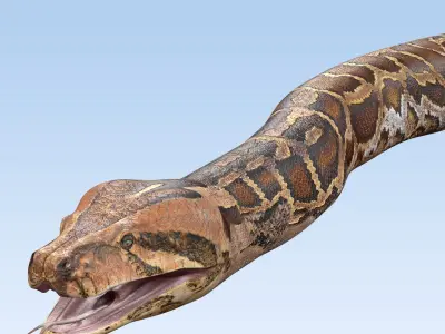 Burmese Python Snake 3D model