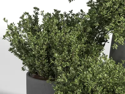 Outdoor Plants tree 05 3D model