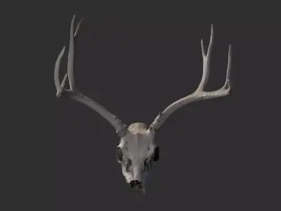 Deer skull Low-poly 3D model