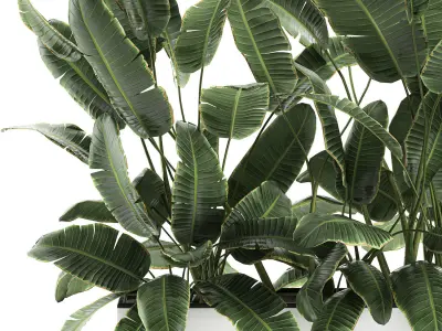 Decorative banana palms in flower pots for the interior 581 3D model