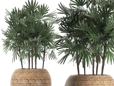 Decorative palm tree in a pot 416 3D model
