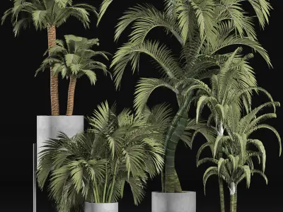 Plants Collection 197 Palms 3D model