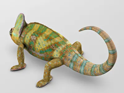 Chameleon - Color 3D model