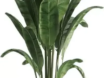 Large Banana Plant 3D Model Realistic Tropical Greenery Low-poly 3D model