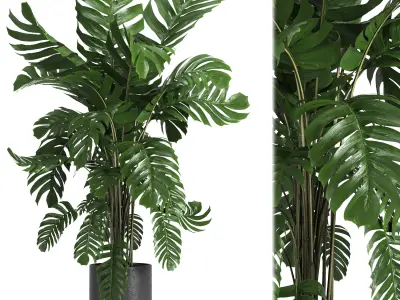 indoor plant 09 3D model
