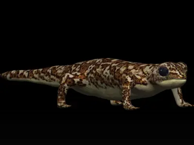 Gecko Lizard Low-poly 3D model