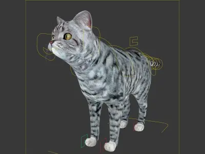 Cat - British  Silver Tabby - Young Kitten - Rigged Custom Low-poly 3D model